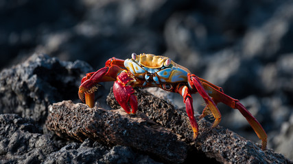 Galapagos colorful crab : The warrior