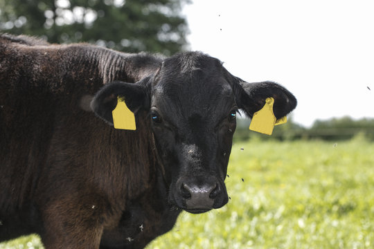 cow with flies on its face