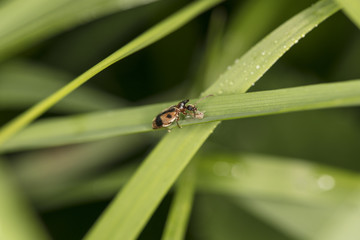 flying insect on the grass