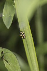 Psyllobora vigintiduopunctata, yellow ladybird with black dots walks on the grass