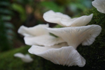 Champignon