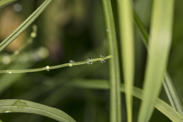dew drops in the morning, dew on the grass
