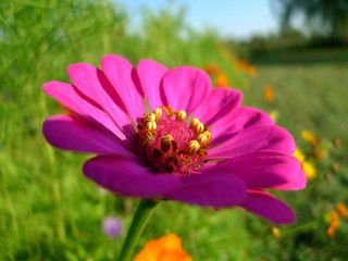 Obraz premium Magnifique fleur qui capte les rayons du soleil.