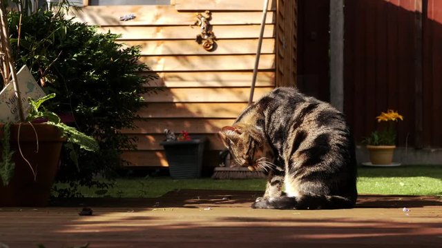 Tabby cat sitting and cleaning itself in a garden, on a summers day.