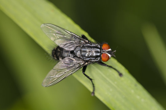 large common fly, sits comfortably on the blade of grass, view from above 
