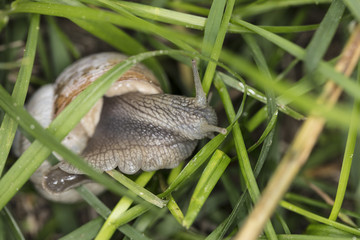 pomatia snail hides in the grass