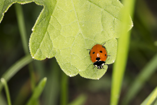little red ladybird with black dots sitting on a big green leaf, close up