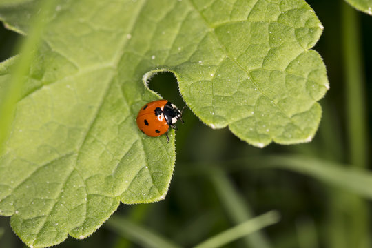 little red ladybird with black dots sitting on a big green leaf