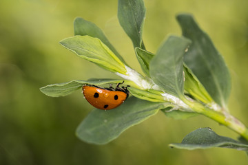 red ladybird goes upside down on the leaves