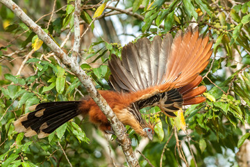 Fototapeta na wymiar Ecuador amazonia Hoatzin take off from tree