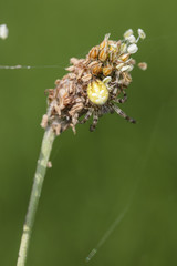spider on a blade of grass
