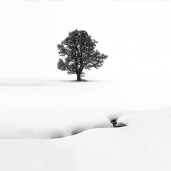Le solitaire - arbre isolé dans la neige - minimalime