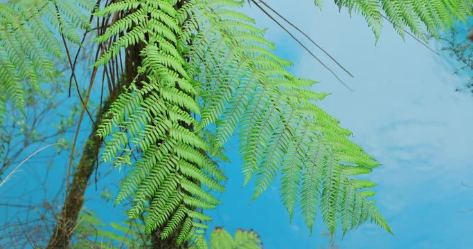 Hotikita Gorge, South Island, New Zealand, 60fps, Blue Water and Tree Ferns,