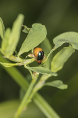 small beetle stretches its wings for flight