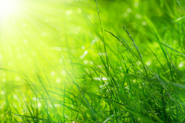 Obraz premium źdźbła trawy z bliska