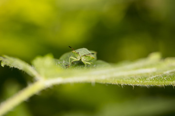 Palomena prasina, green worm protrudes from behind the leaf