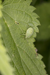 Palomena prasina, green insect on a green leaf