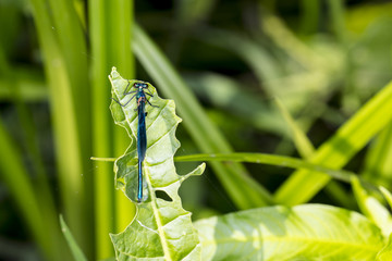 blue dragonfly is sitting on a green leaf, top view 