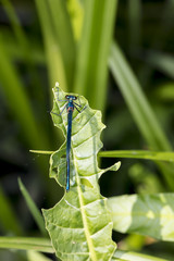 blue dragonfly is sitting on a green leaf, view from above 