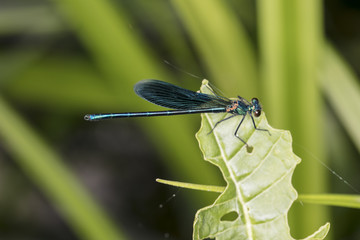 blue dragonfly is sitting on a green leaf, side view 
