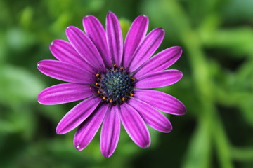 Fototapeta premium Blume mittelpunkt