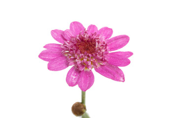beautiful purple flower isolated on the white