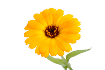 orange calendula flower isolated on the white