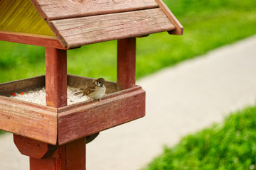 Sparrow sitting on the bird-feeder in the park.