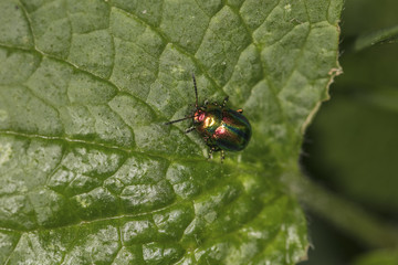 Chrysolina fastuosa, colorful beetle, amazing colors, goes through the leaf, top view