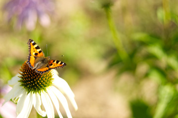 Daisy with butterfly.