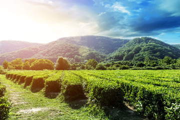 Green tea leaves grow in the mountains.