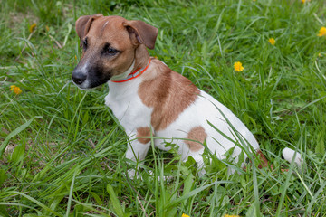 Cute jack russell terrier puppy is sitting in a green grass.