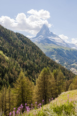 Zermatt, Findeln, Findelbach, Findelschlucht, Wanderweg, Wallis, Matterhorn, Walliser Berge, Sommer, Lärchenwald, Bergblumen, Trockenheit, Sommer, Schweiz