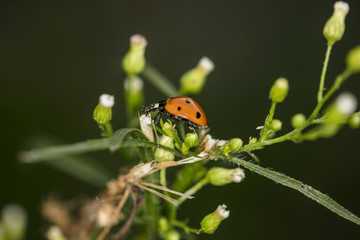 small red ladybug walks around the plant