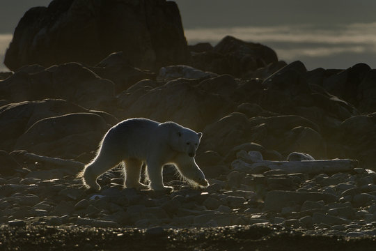 Svalbard - Spitzberg - ours blanc avec couronne de lumière doré