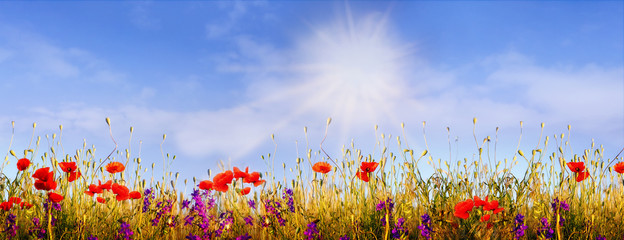 Mohnblumen in der Sonne auf einem Feld