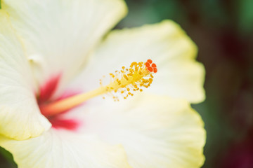 Close up of Yellow Hibiscus