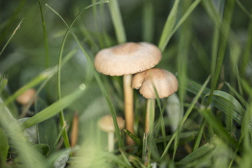 small inedible mushrooms grow on the meadow among grasses