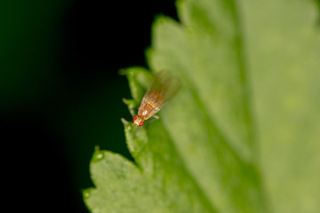 Drosophila melanogaster a small gold fly sits on a green leaf