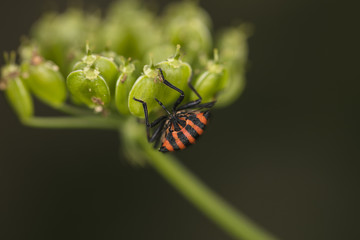 colorfull bug walking on the green plant