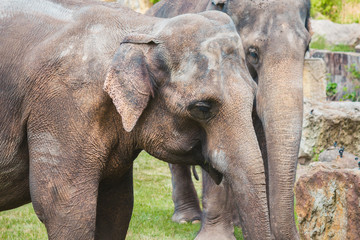  close-up two elephants muzzle