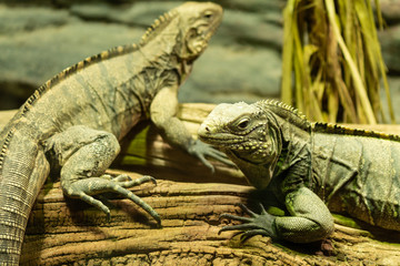 two iguanas lie on a log