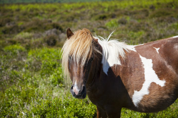 Waliser Ponys auf der freien Weide