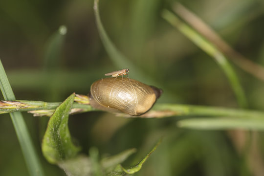 very young snail, and a mosquito on it