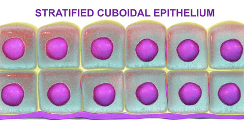 Stratified cuboidal epithelium, 3D illustration. Histology poster