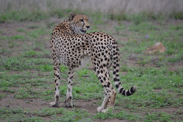 Cheetah Sighting