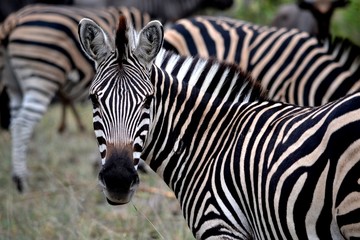 Fototapeta na wymiar Zebra Looking Back