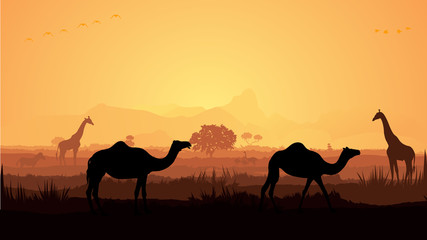 Obraz na płótnie Canvas Wild animals silhouette, camel