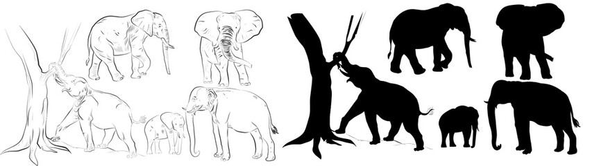 Wild animals silhouette, elephant