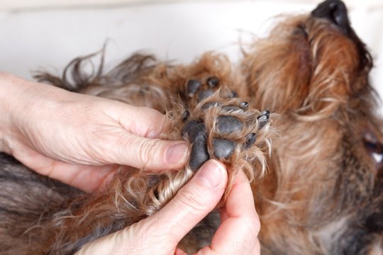 Massaggio e carezze cane bassotto